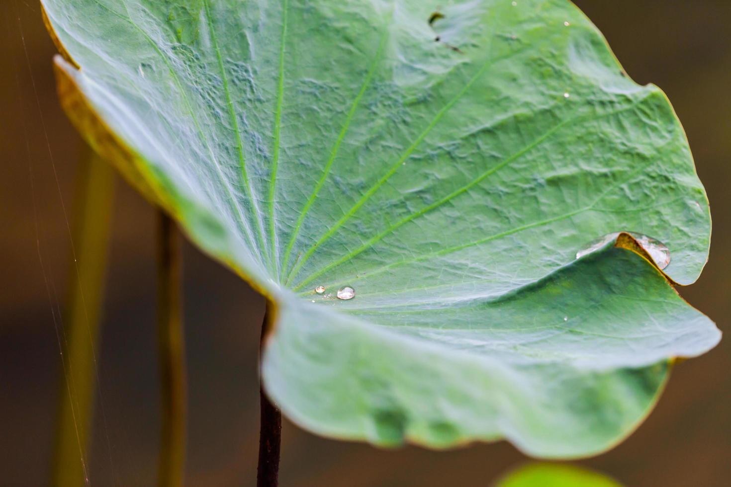 lloviendo sobre la hoja de loto verde con gota de agua foto