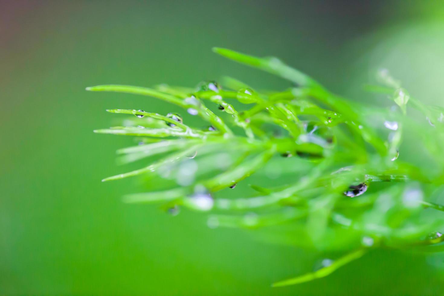Dew drops close up nature background photo
