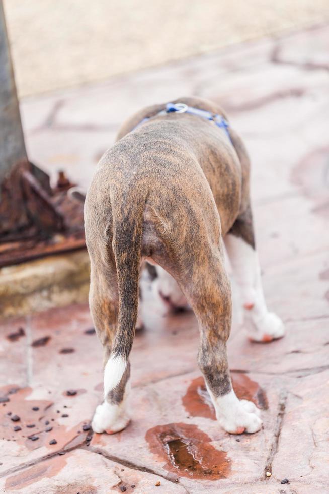 Tail and butt  Pit Bull dog photo