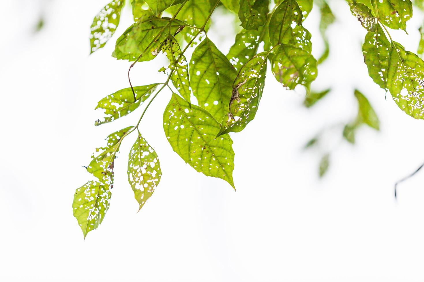 Leaf with holes, eaten by pests photo