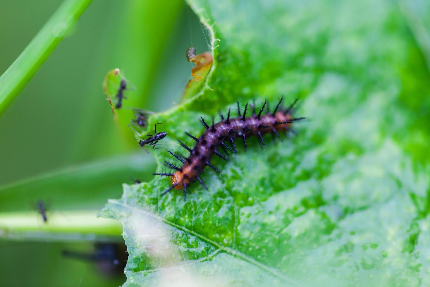 Black worms eating leaves photo