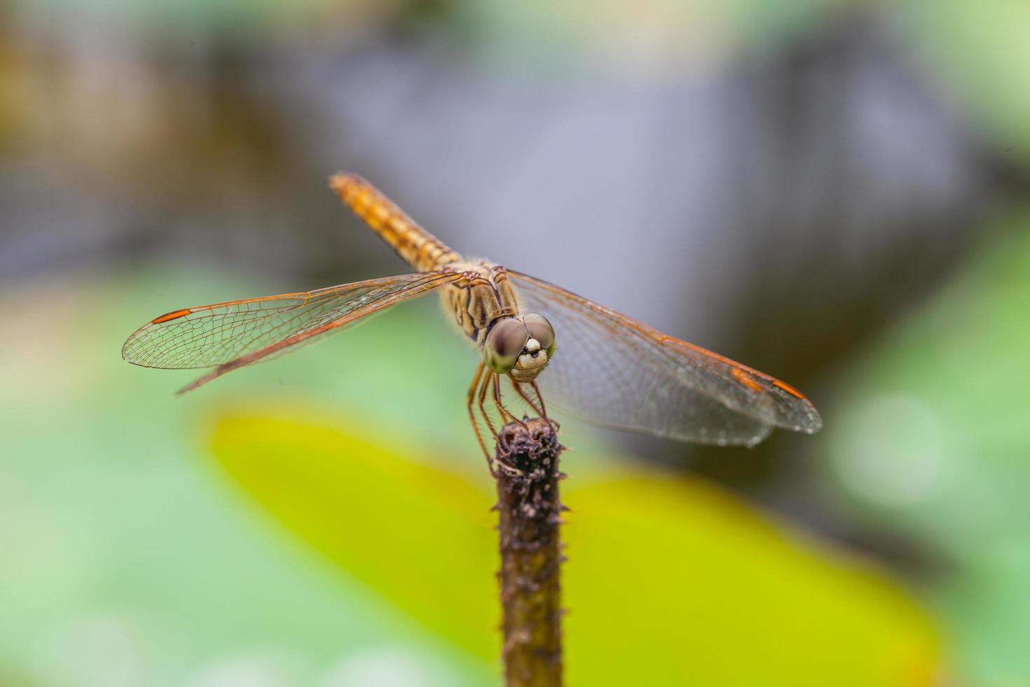 Macro of dragonfly resting on a twig photo