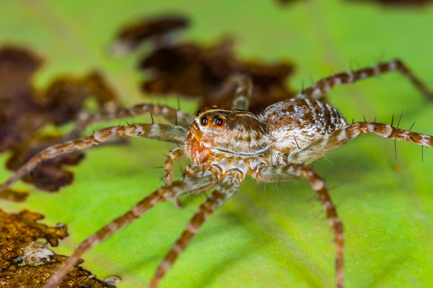 araña posada en una hoja de loto foto