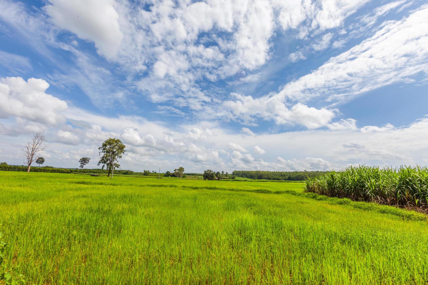 Rice field green grass blue sky with cloud photo