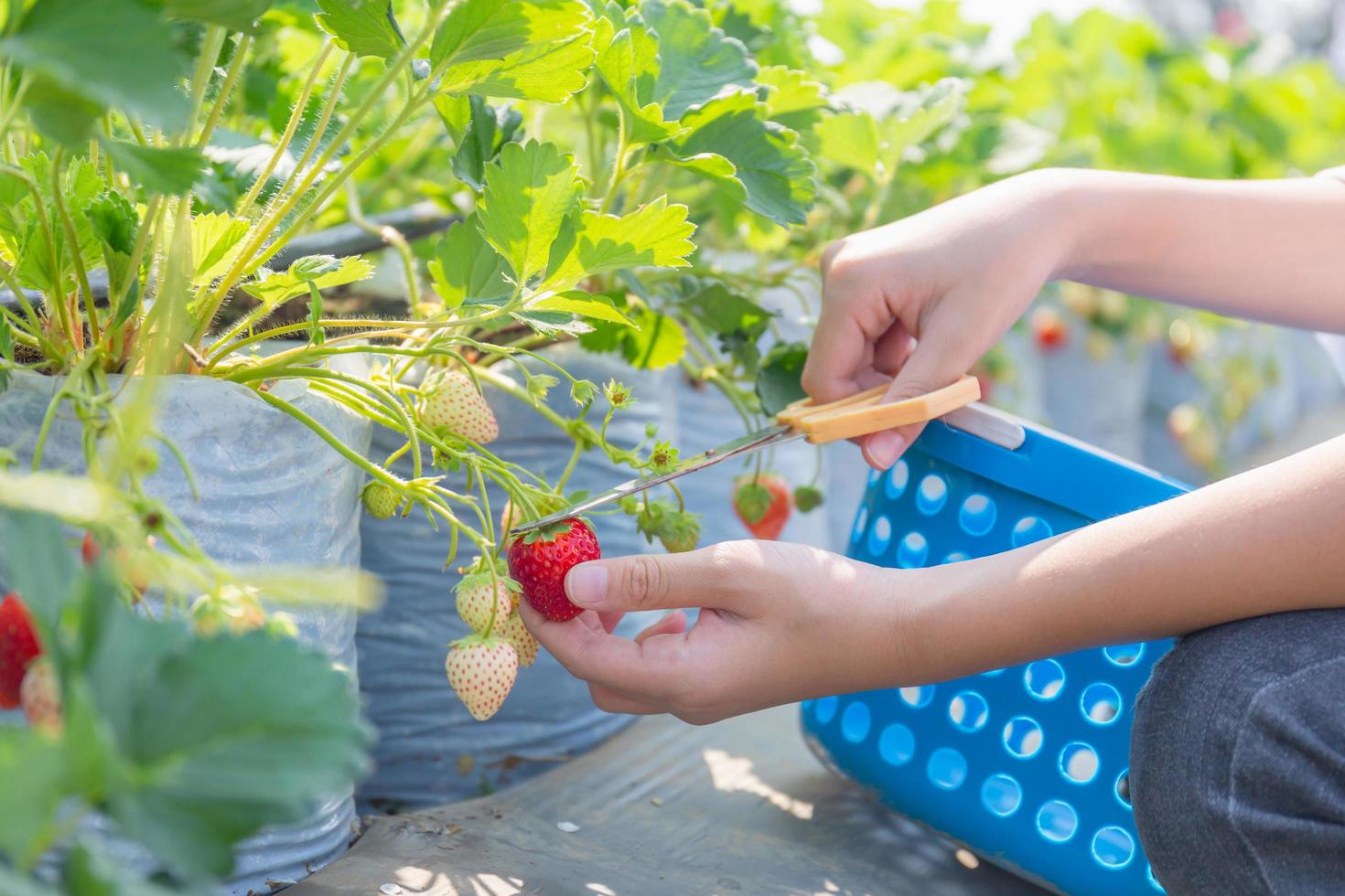 enfoque selectivo de la mano del niño recogiendo fresas orgánicas rojas frescas en el jardín foto