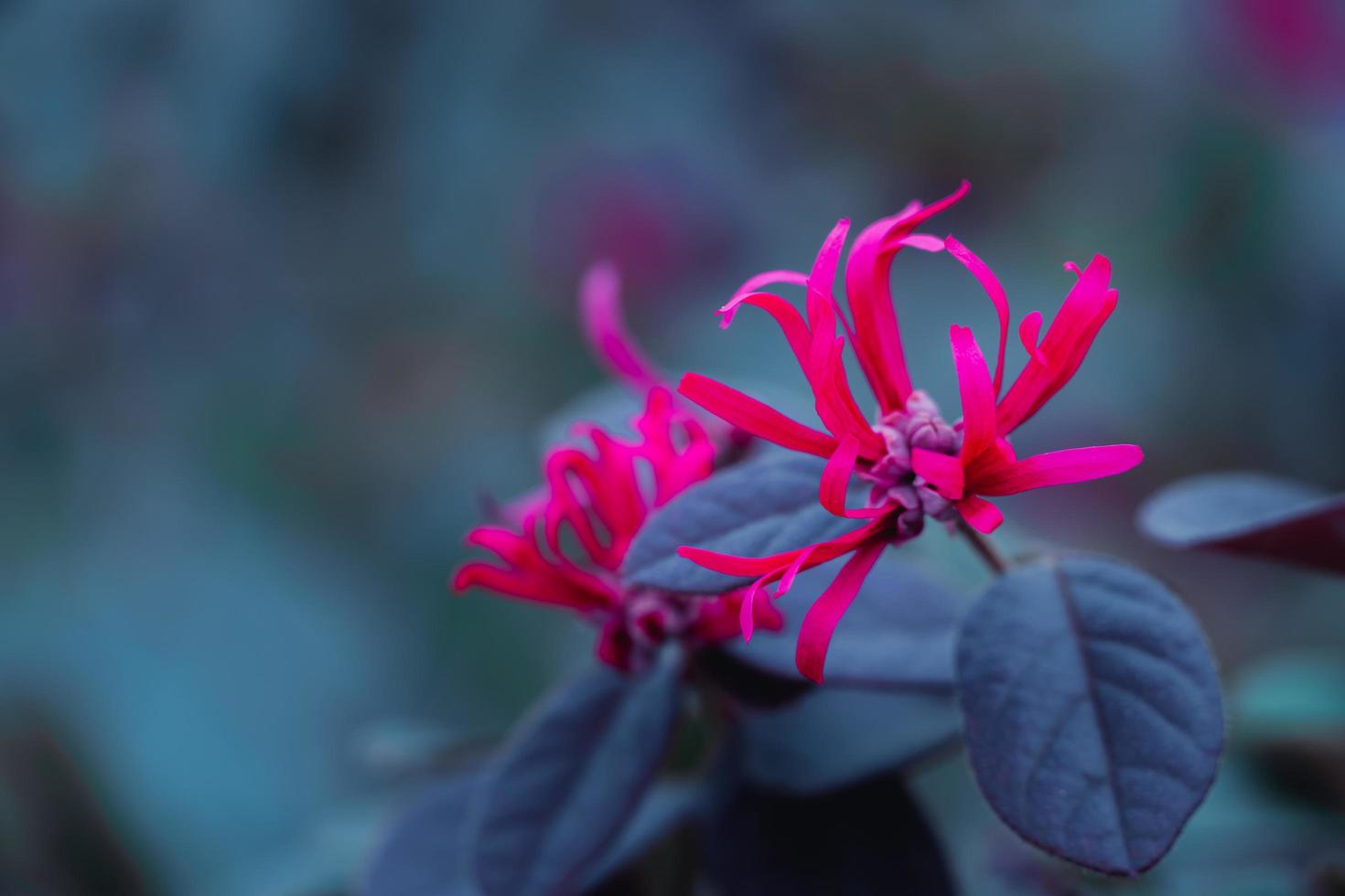 Beautiful blooming pink flowers on blur background in garden, Red Loropetalum Chinense Flower photo