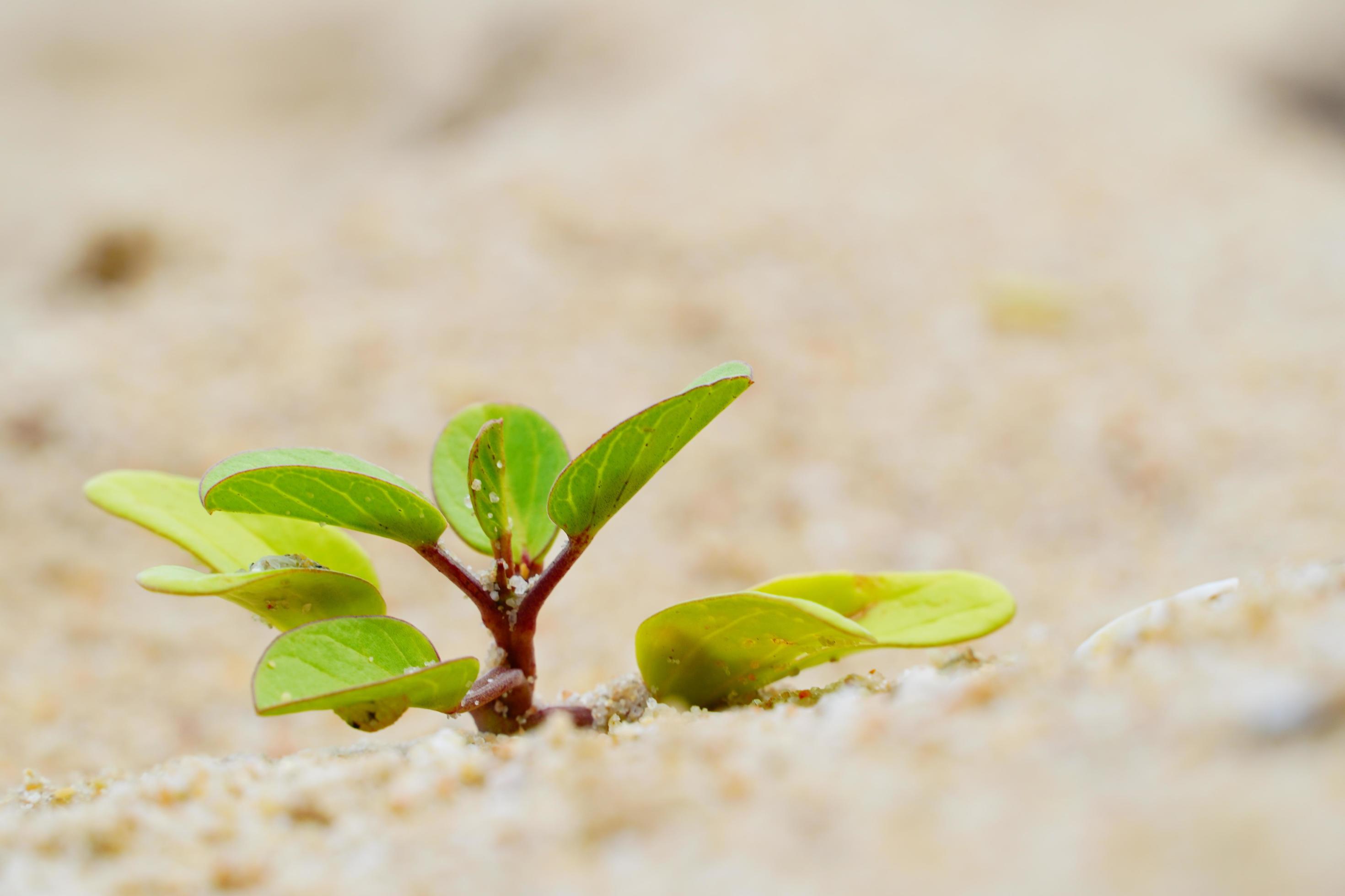 plantas que crecen en la arena de la playa, pequeños arbustos en la