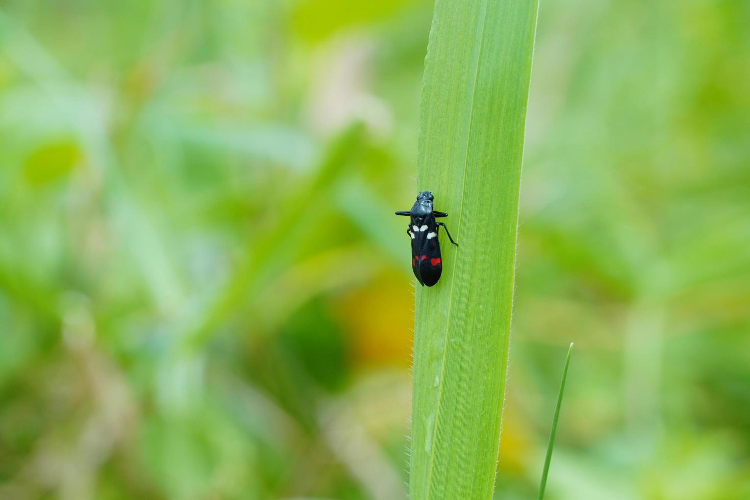 ciervo bambi, macro de insectos encaramados en hojas verdes en el fondo verde borroso foto