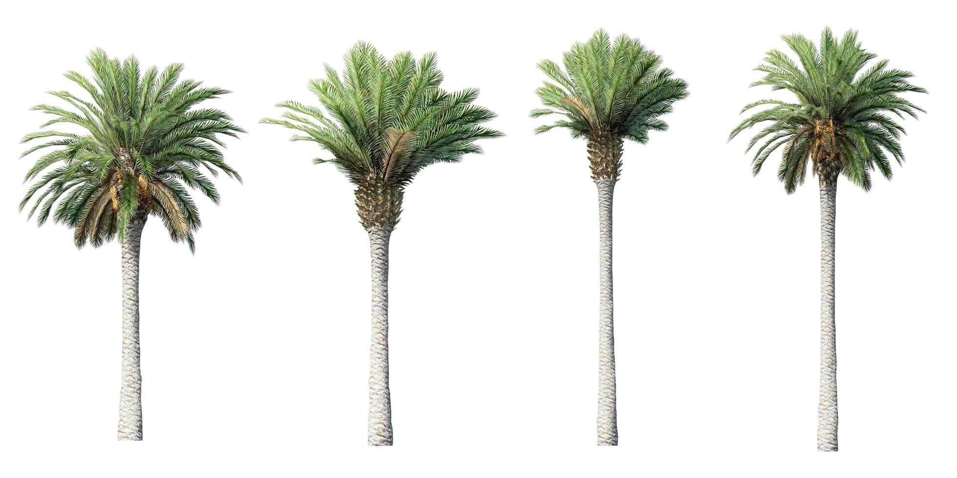 3D canary palm trees isolated on white background photo