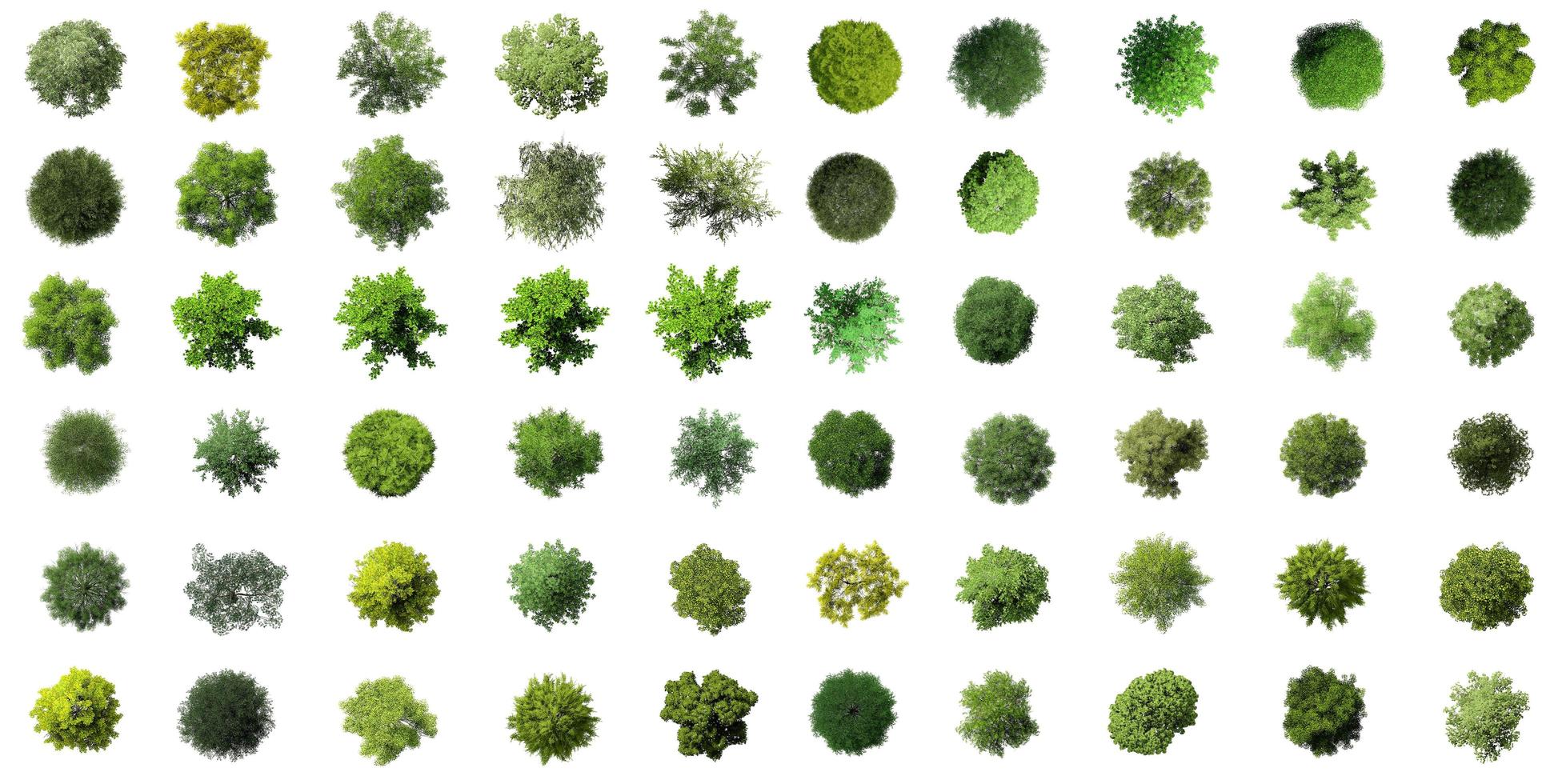 Collection of 3D Top view Green Trees Isolated on white background photo
