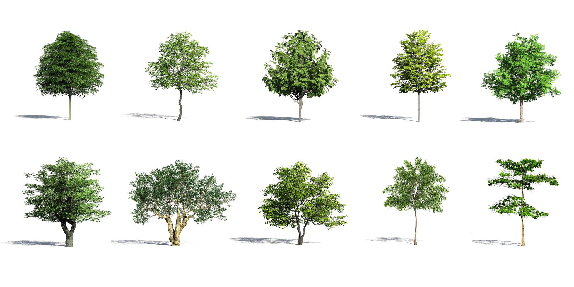 árboles 3d aislados con sombra sobre fondo blanco foto