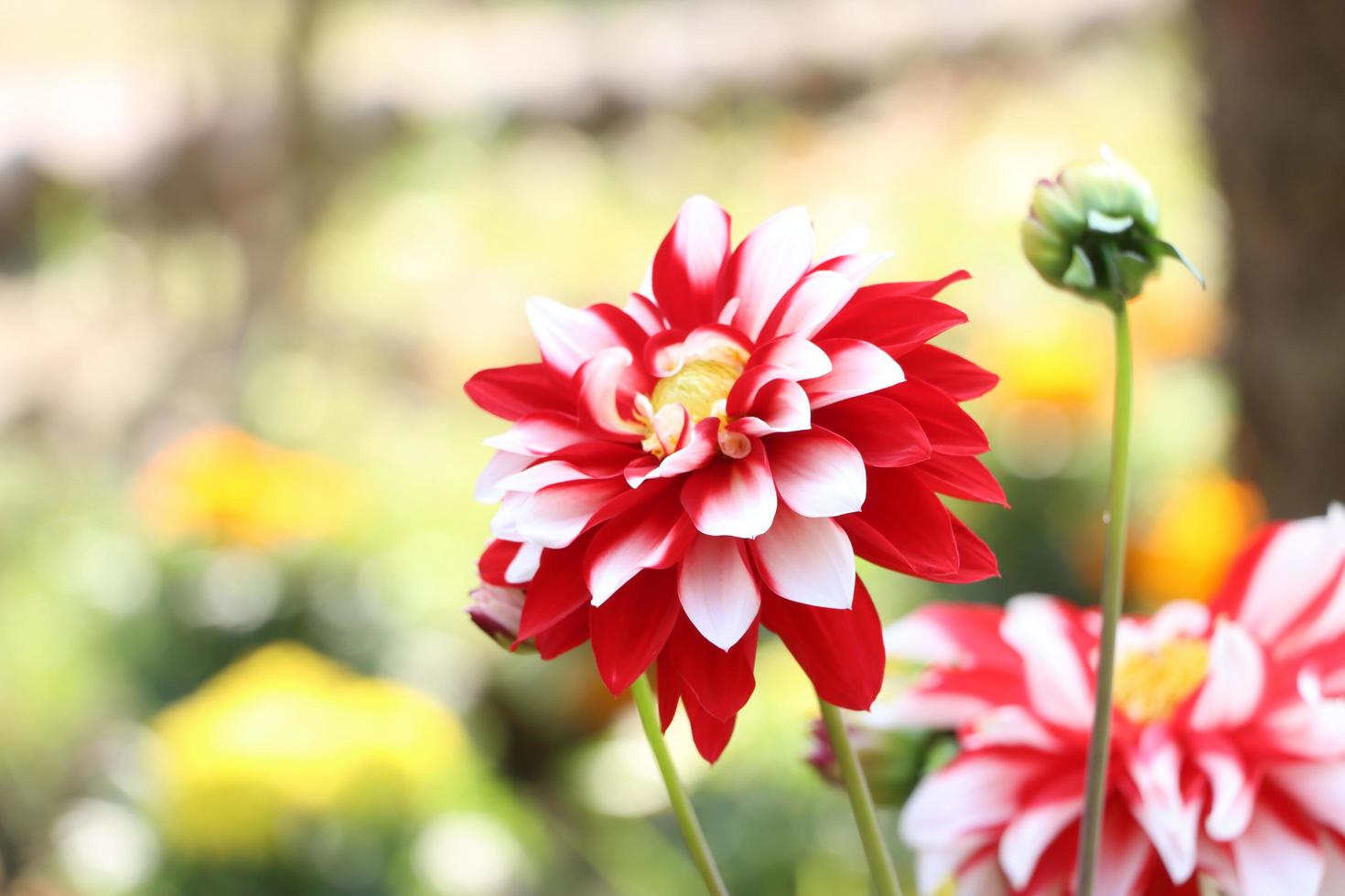 Purple color dahlia flower blossom beautiful red dahlia flower photo