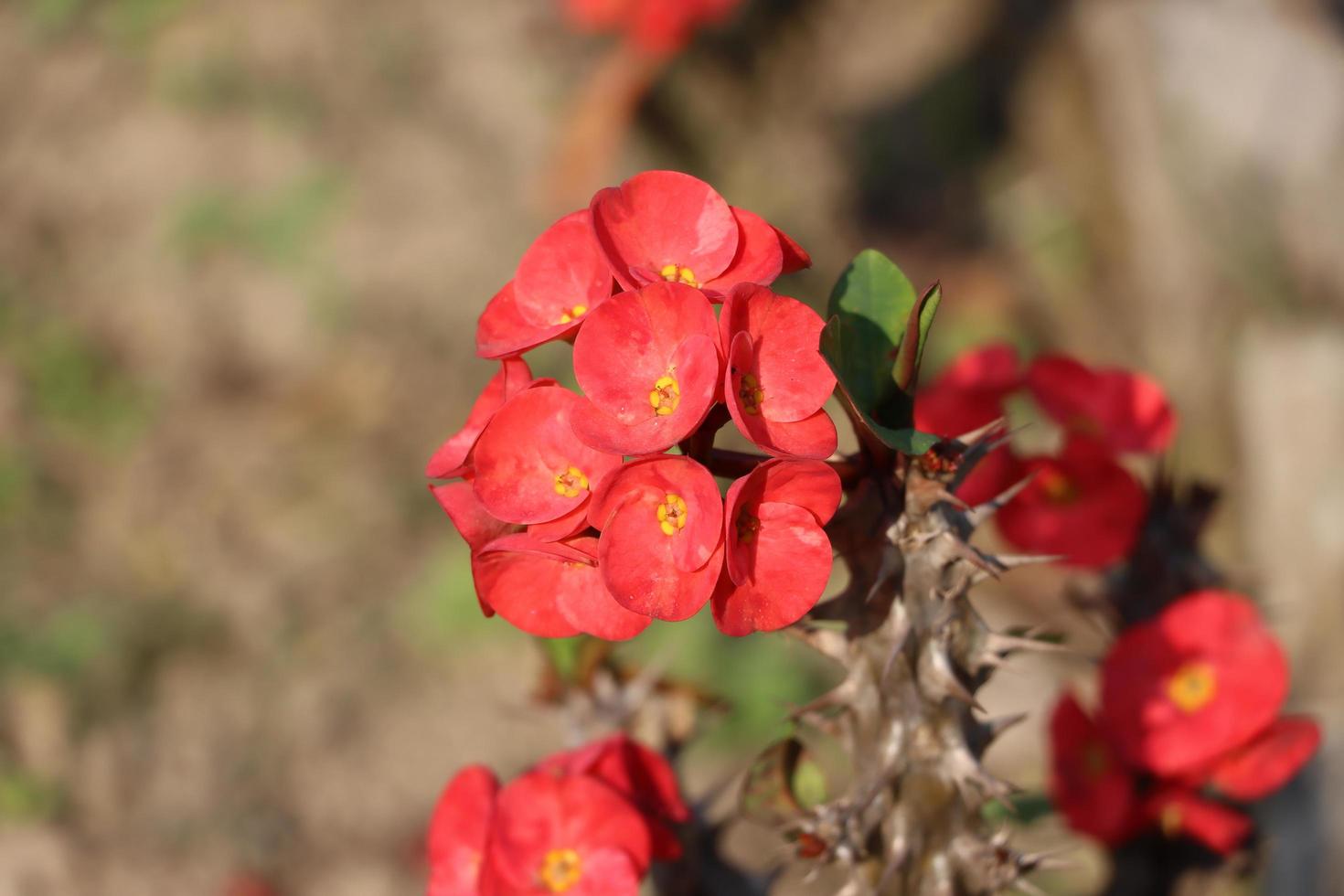 Crown of thorns flower Beautiful Euphorbia Milii flowers photo