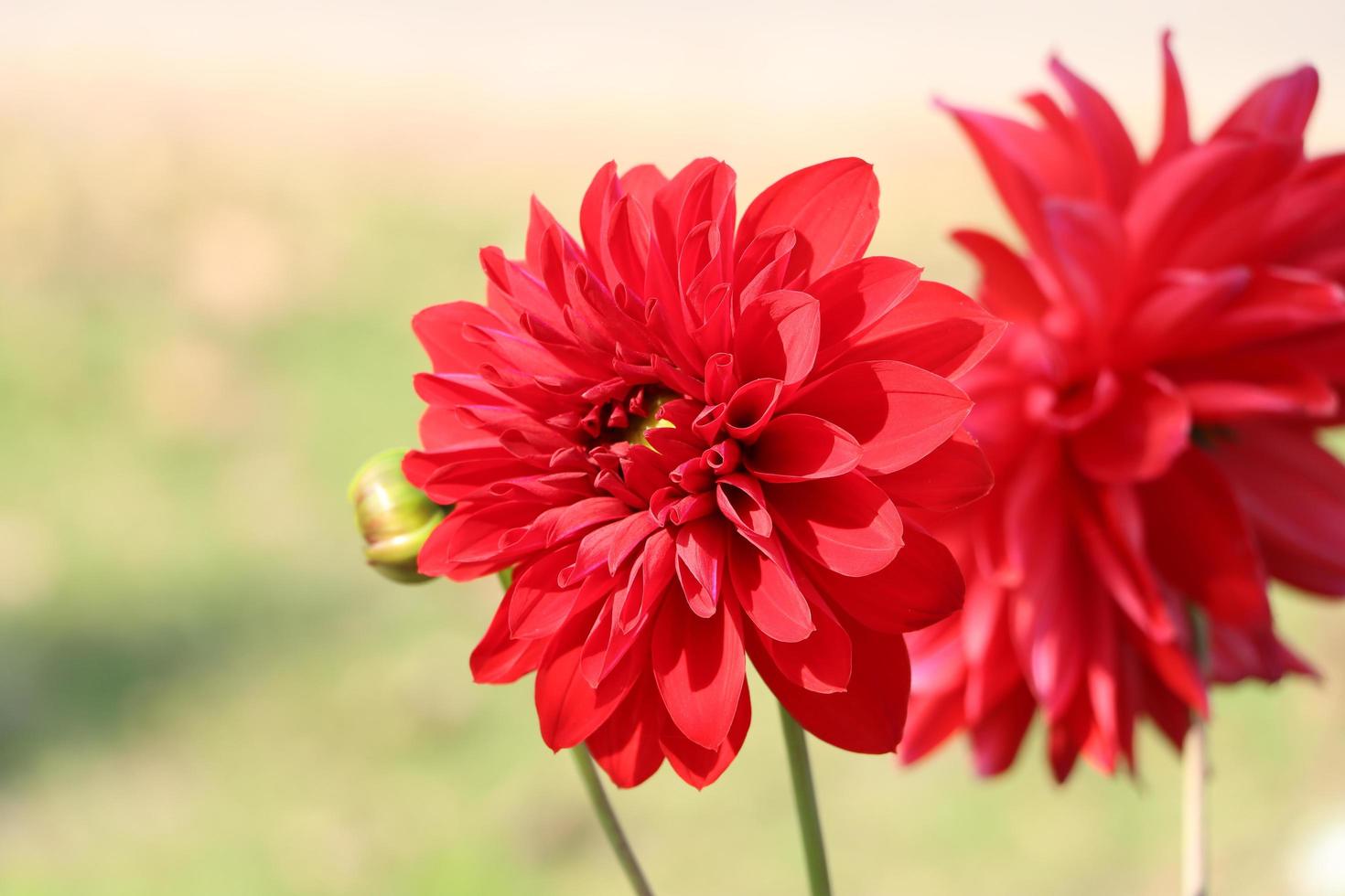 flor de dalia flor hermosa flor de dalia roja 6775166 Foto de stock en  Vecteezy