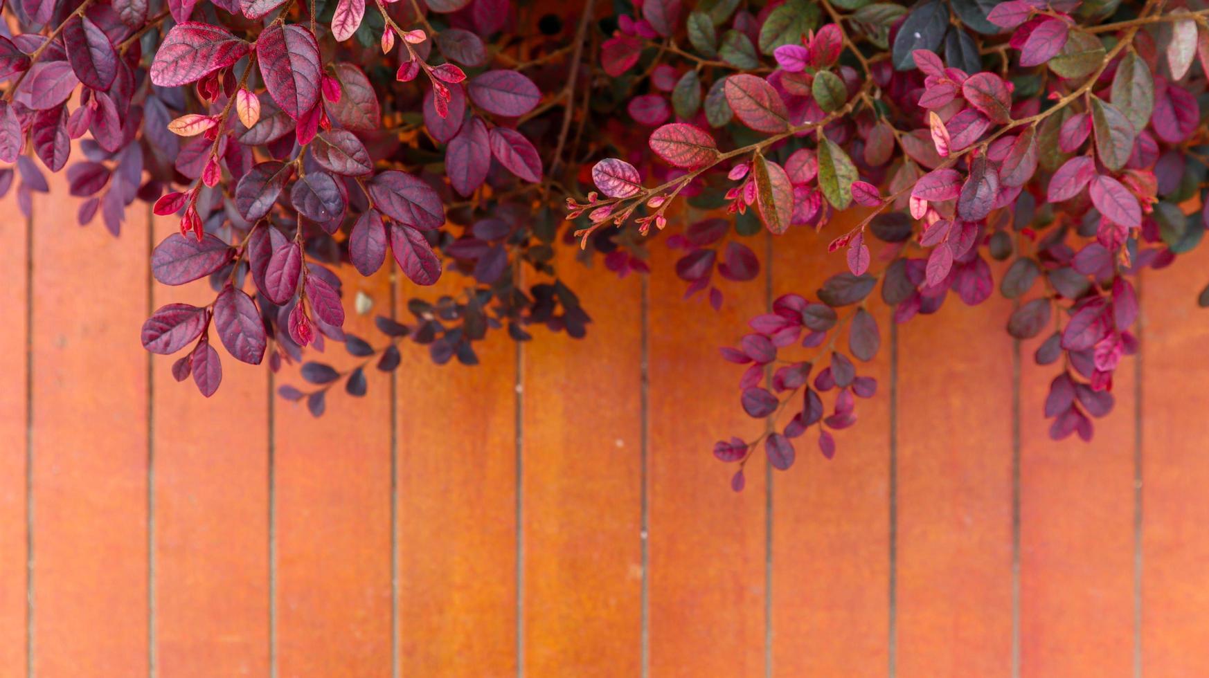 Beautiful Autumn red leaf on orange background. photo