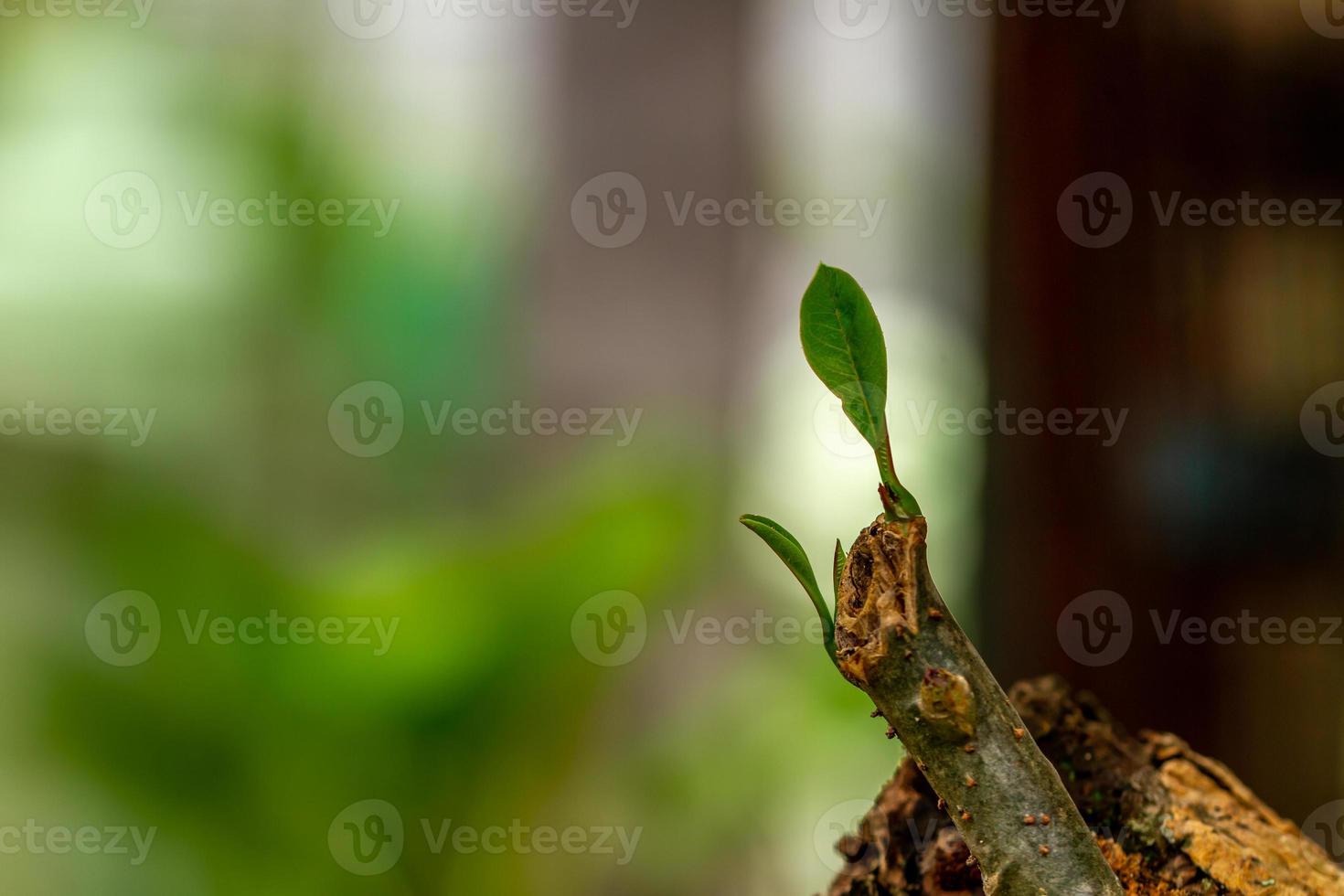 The buds of the growing frangipani plant from its cut stems, nature finds its own way photo