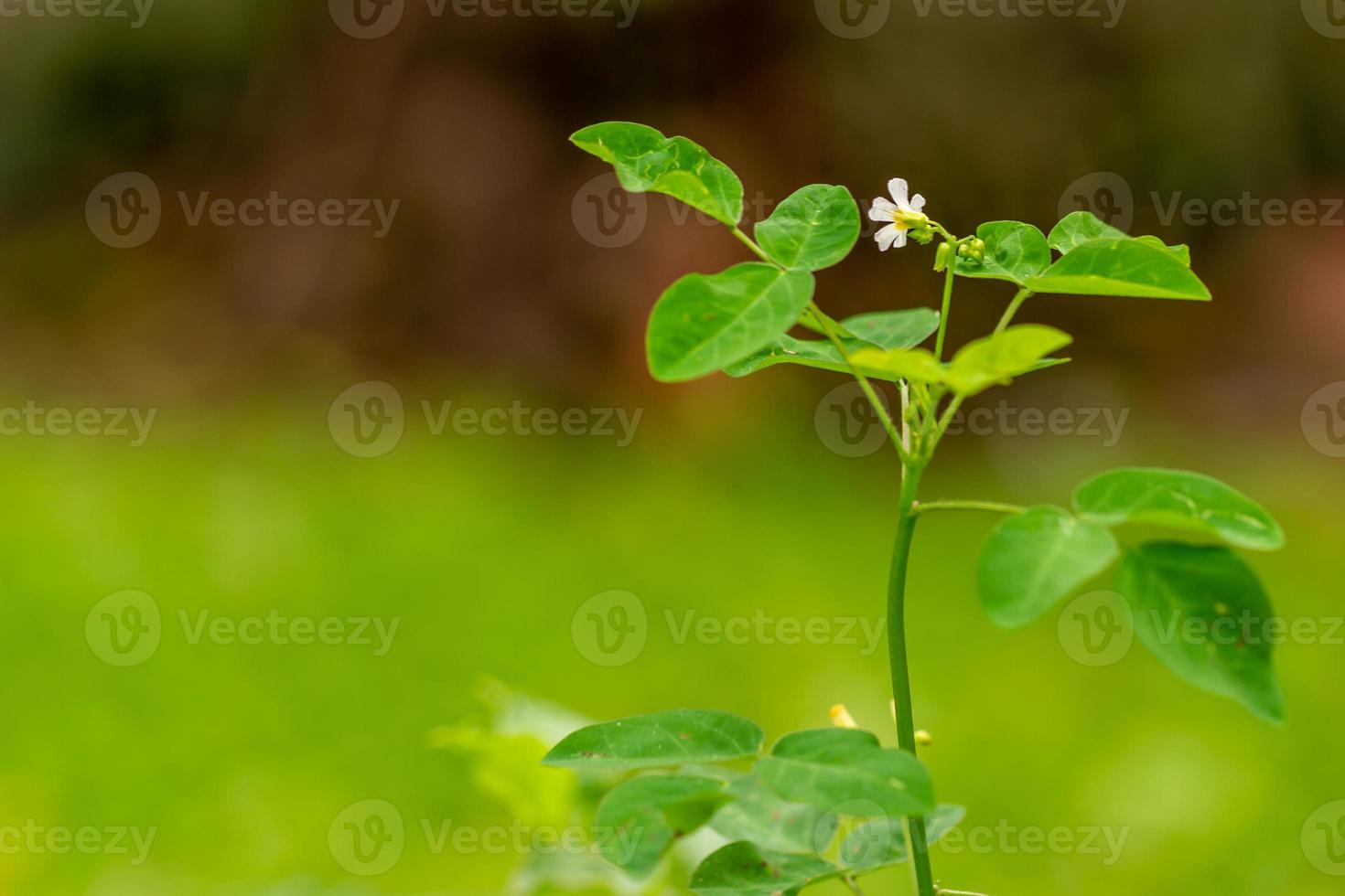 Shrubs with green leaves in a garden, used to decorate the garden to be fresher, exterior decoration photo