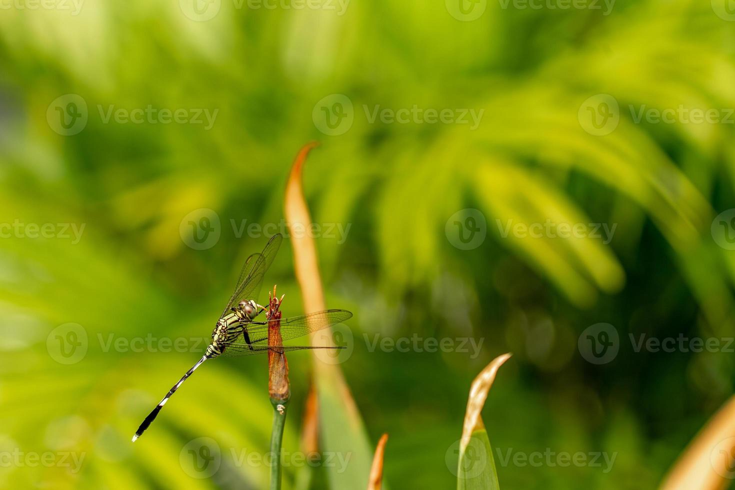 A green dragonfly with black stripes perches on the top of the leaf, the background of the green leaves is blurry photo