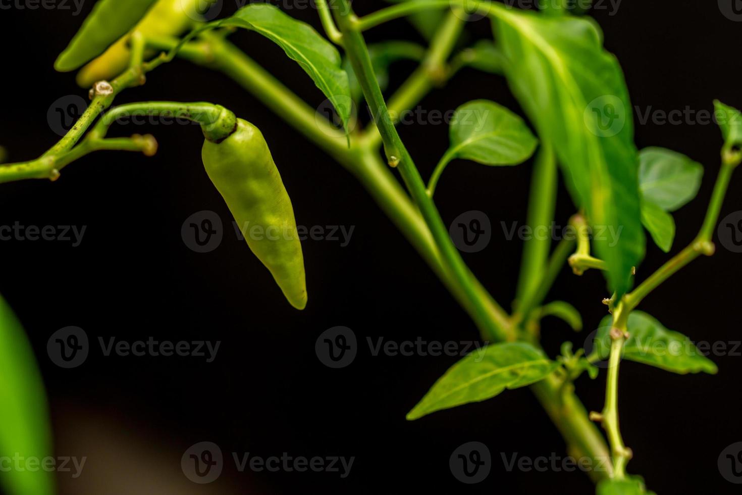 Chili plants that are bearing fruit that have a pale yellow color, green leaves, blurry environmental background photo