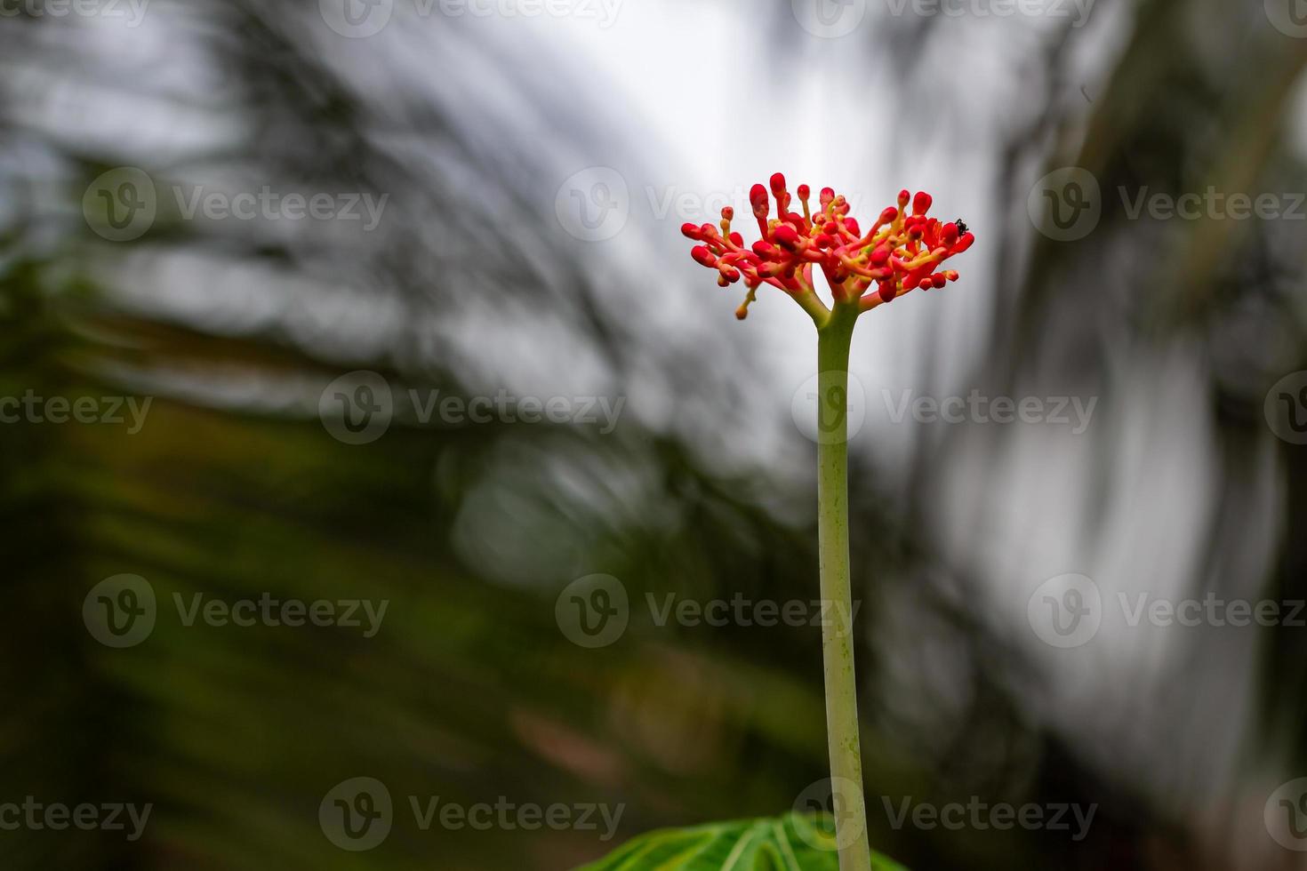 la planta de jatrofa tiene flores rojas brillantes, cuando se convierte en fruta se vuelve verde, el fondo de las hojas verdes es borroso, concepto natural foto