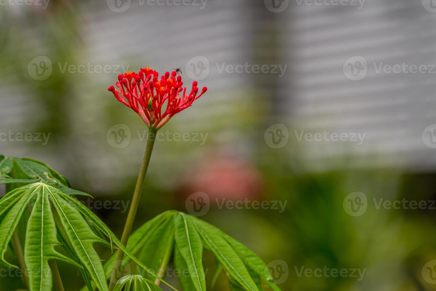 The jatropha plant has bright red flowers, when it becomes a fruit it will turn green, the background of the green leaves is blurry, natural concept photo