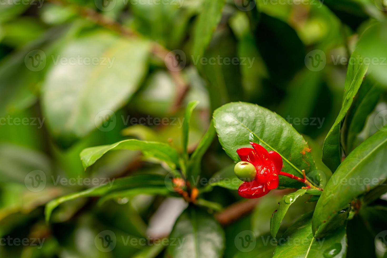 Mickey mouse plant in bloom with bright red petals and green pistils, used to beautify the garden photo