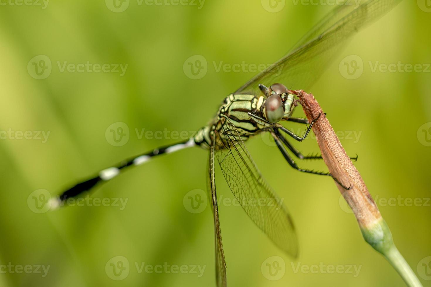 A green dragonfly with black stripes perched on a yellow iris flower bud, blurred green foliage background photo