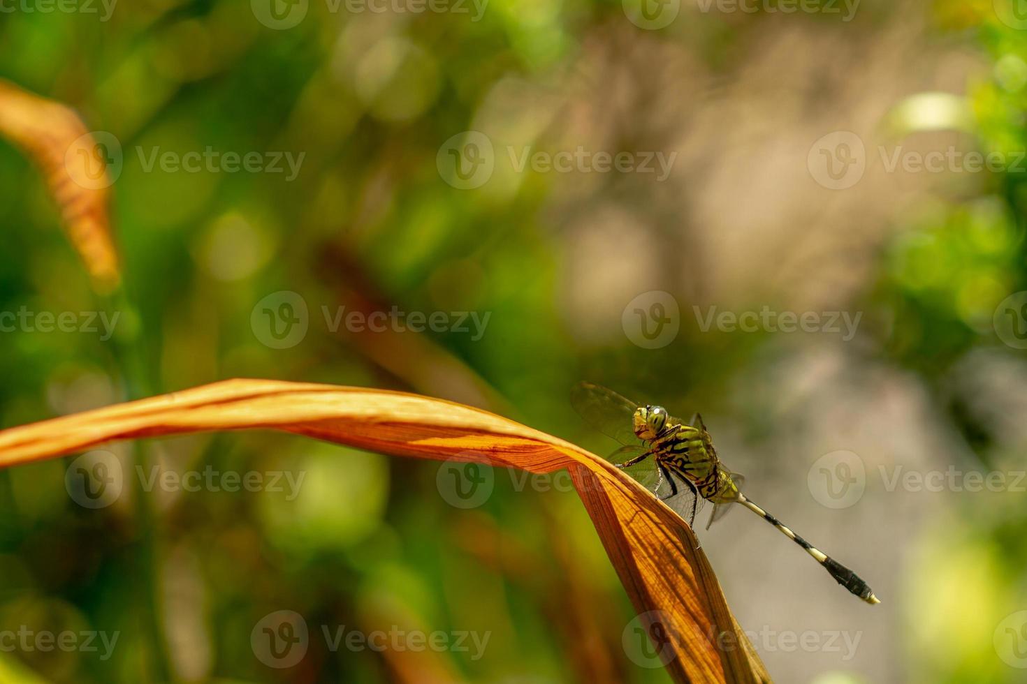 A green dragonfly with black stripes perches on the top of the leaf, the background of the green leaves is blurry photo