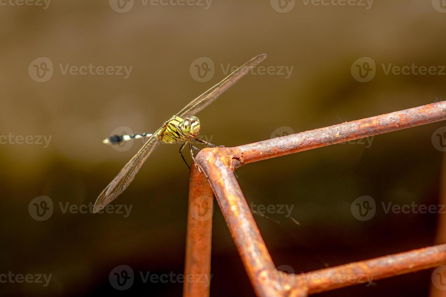 A green dragonfly with black stripes perches on a metal pipe rod, the background of the building is brown which is blurry photo