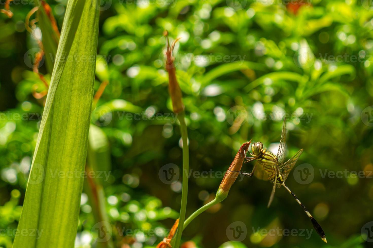 A green dragonfly with black stripes perches on the top of the leaf, the background of the green leaves is blurry photo