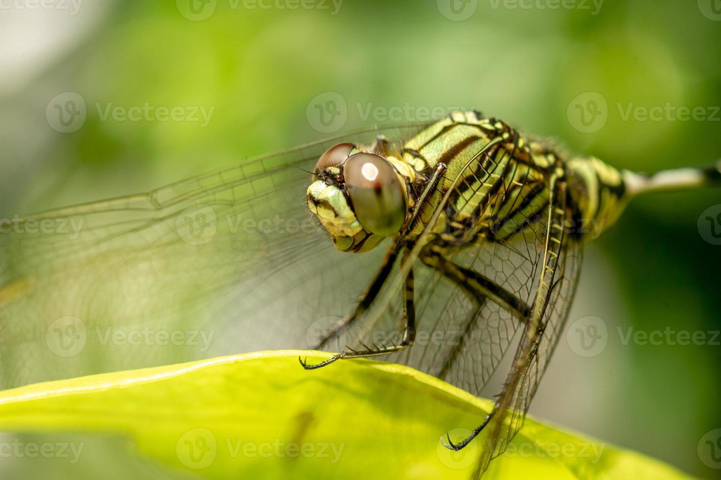 A green dragonfly with black stripes perches on the top of the leaf, the background of the green leaves is blurry photo