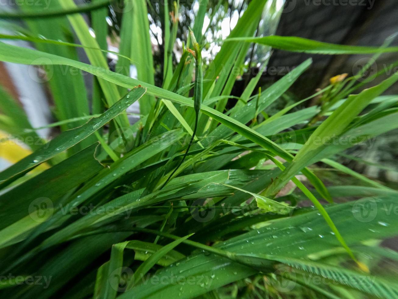 A clump of yellow iris flowers, green leaves with pointed blades, as decoration on the veranda of the house photo