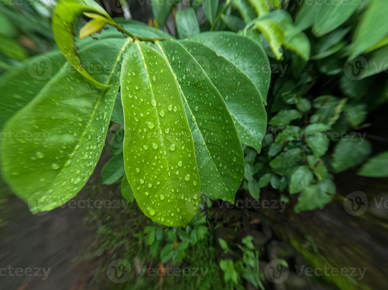 The leaves of the soursop fruit tree are still young and wet by rain, this plant thrives in the tropics photo