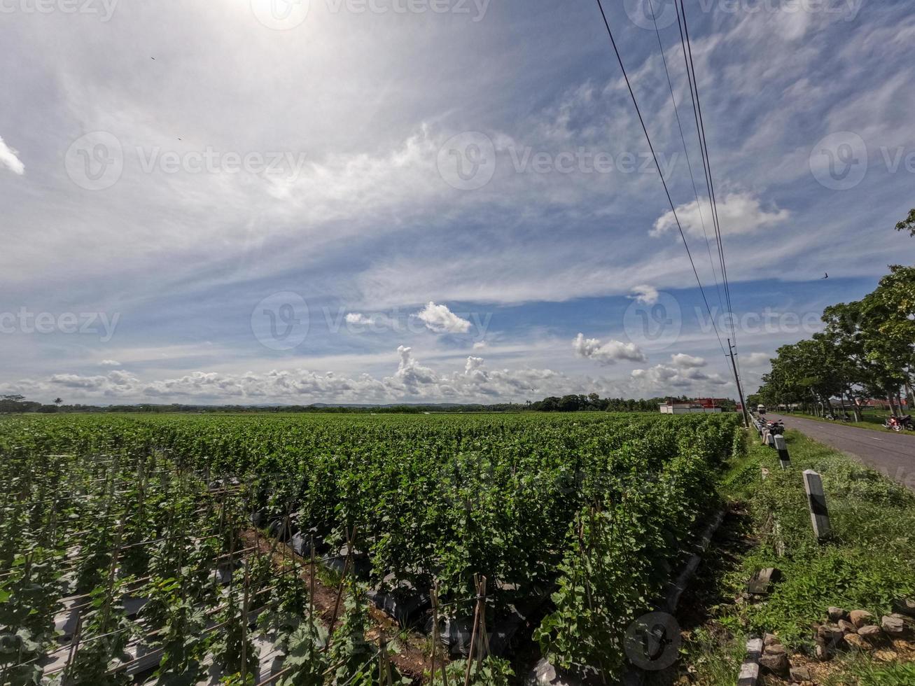 View of cucumber field in sunny day against background of bright blue sky and white clouds, countryside scene photo