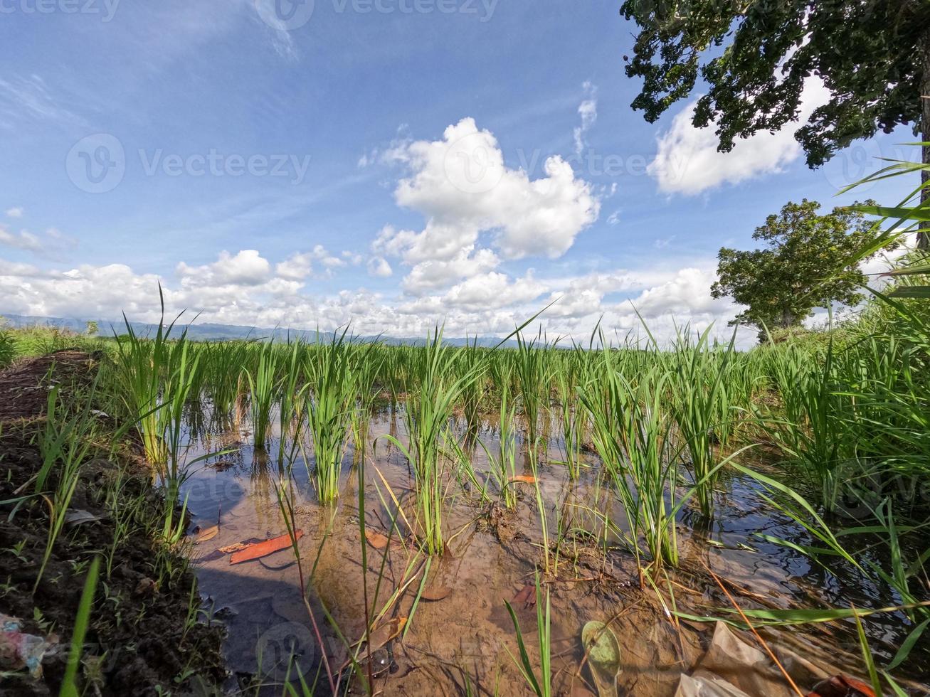 View of rice fields during the day with blue sky and white clouds in the background, sunny day in the countryside photo