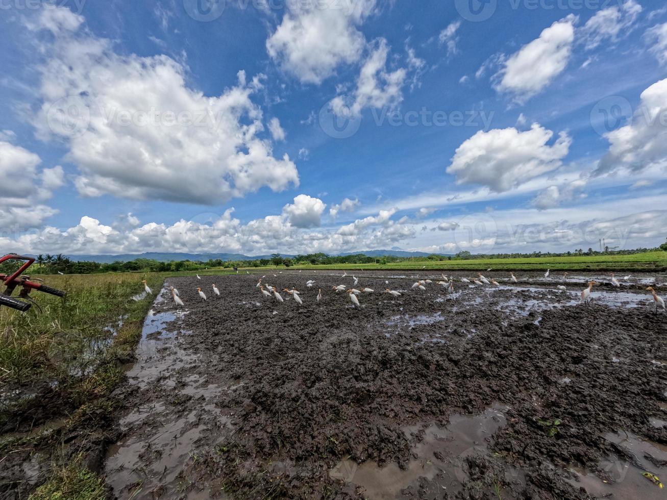 una bandada de garzas está buscando comida en un campo de arroz que se está procesando para plantar, un nuevo hábitat protegido para las aves silvestres foto