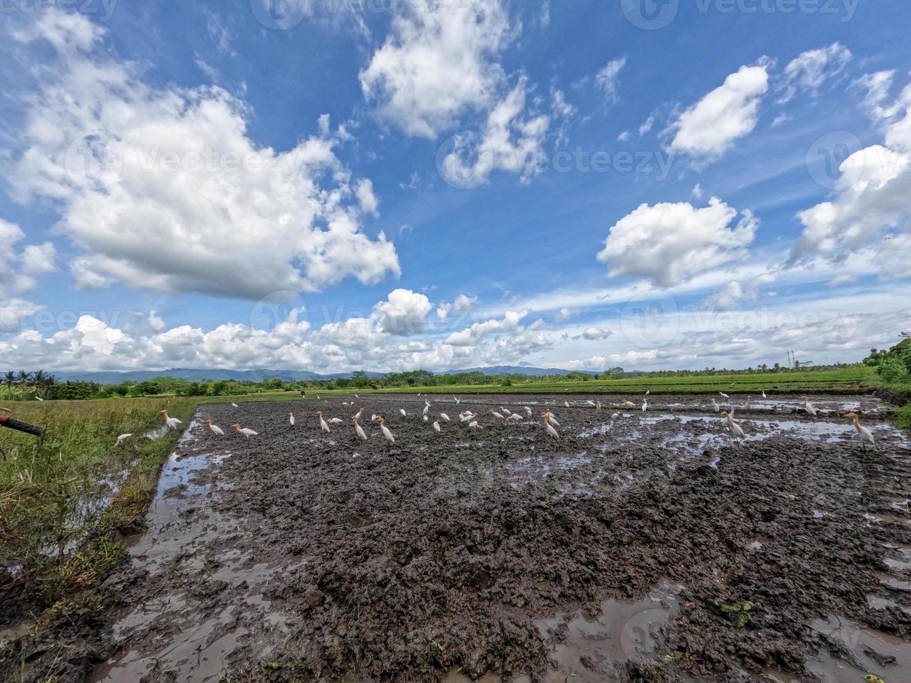 A flock of herons are looking for food in a rice field that is being processed for planting, a new protected habitat for wild birds photo