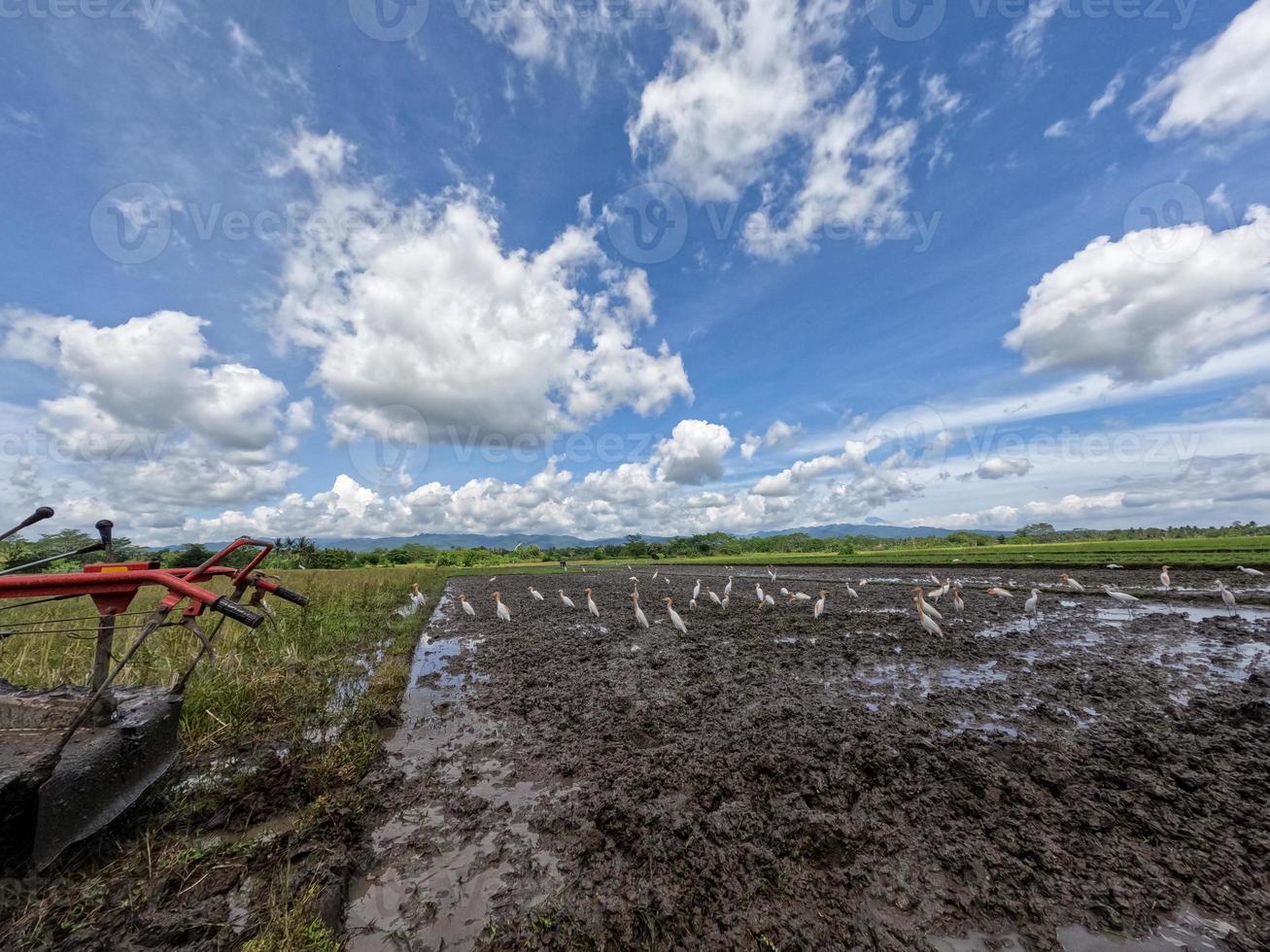 A flock of herons are looking for food in a rice field that is being processed for planting, a new protected habitat for wild birds photo