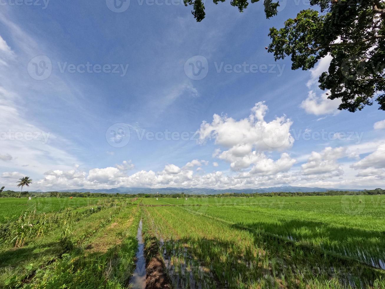 vista de los campos de arroz durante el día con cielo azul y nubes blancas en el fondo, día soleado en el campo foto