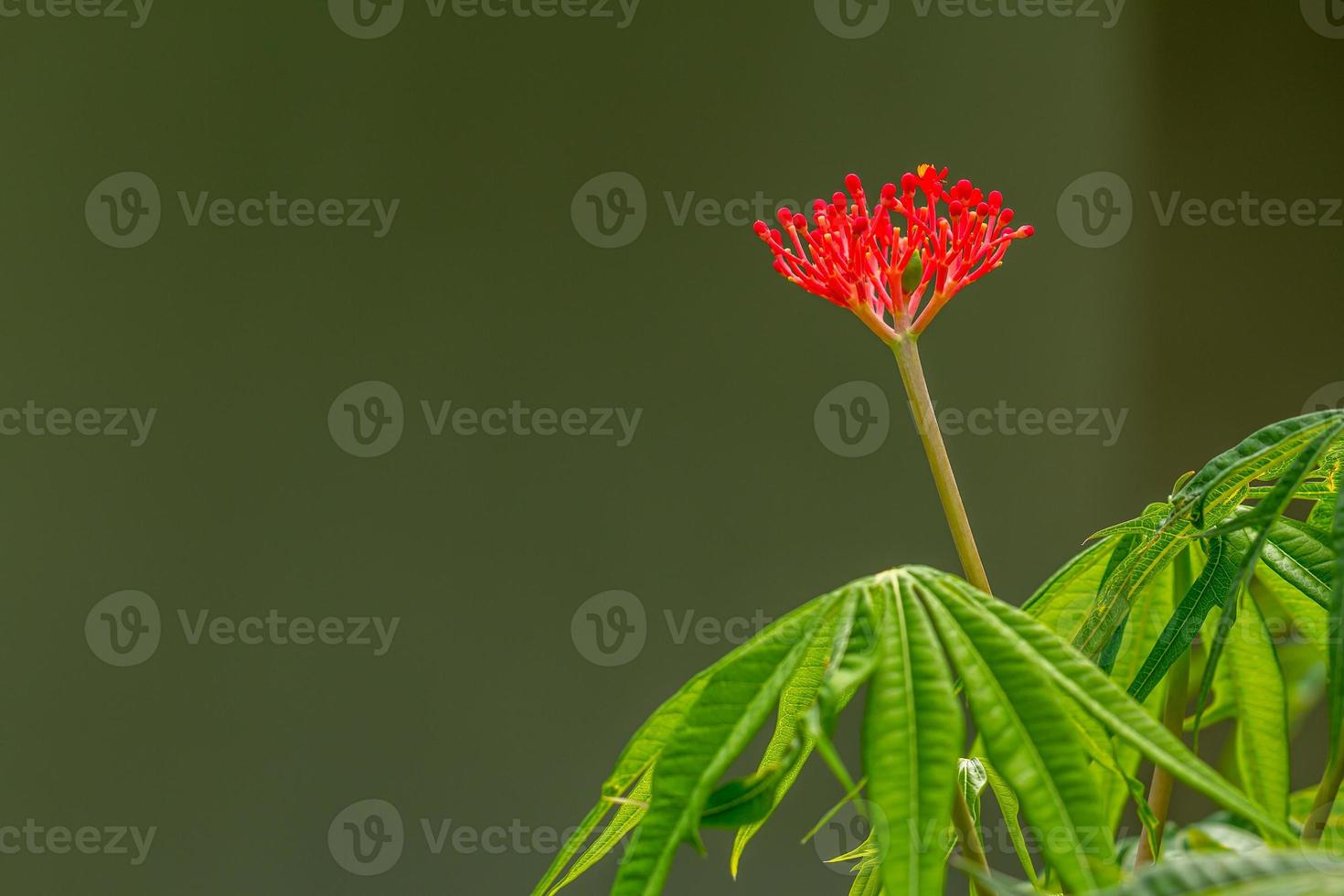 The jatropha plant has bright red flowers, when it becomes a fruit it will turn green, the background of the green leaves is blurry, natural concept photo