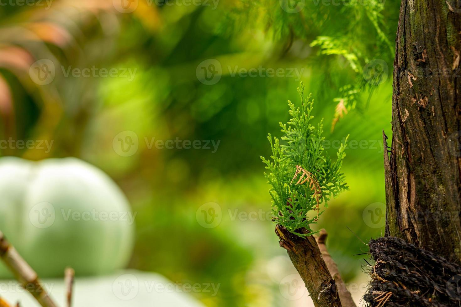 los brotes de la planta de abeto crecen junto al tallo principal, que ya es grande, y se utiliza como planta de sombra en jardines o áreas de oficina foto