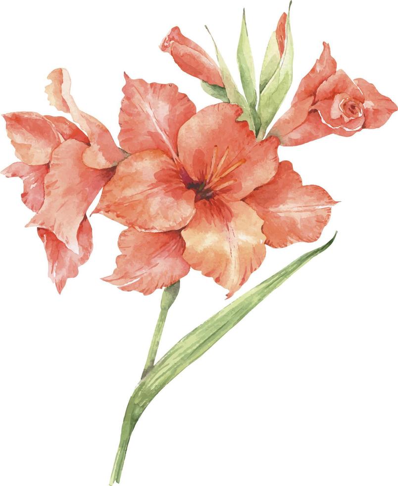 Branch of orange lily flowers, watercolor illustration. vector