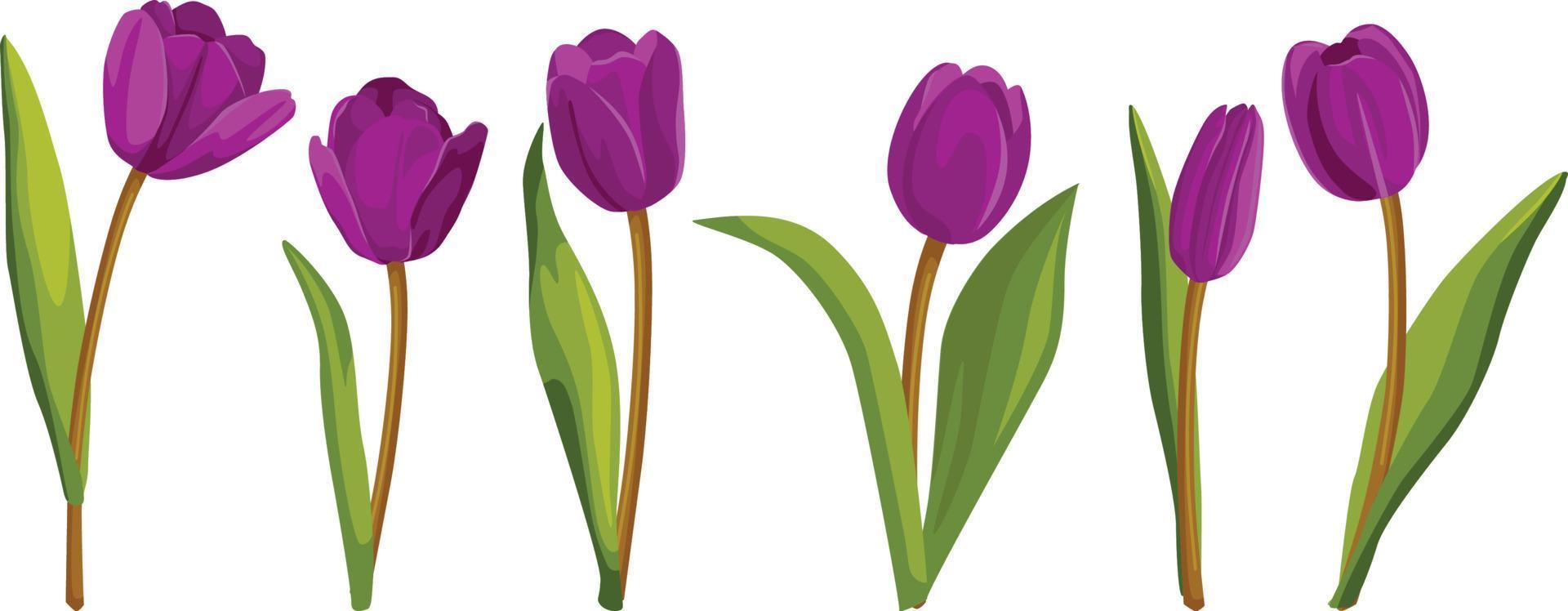 Set of purple tulips. Vector illustration.