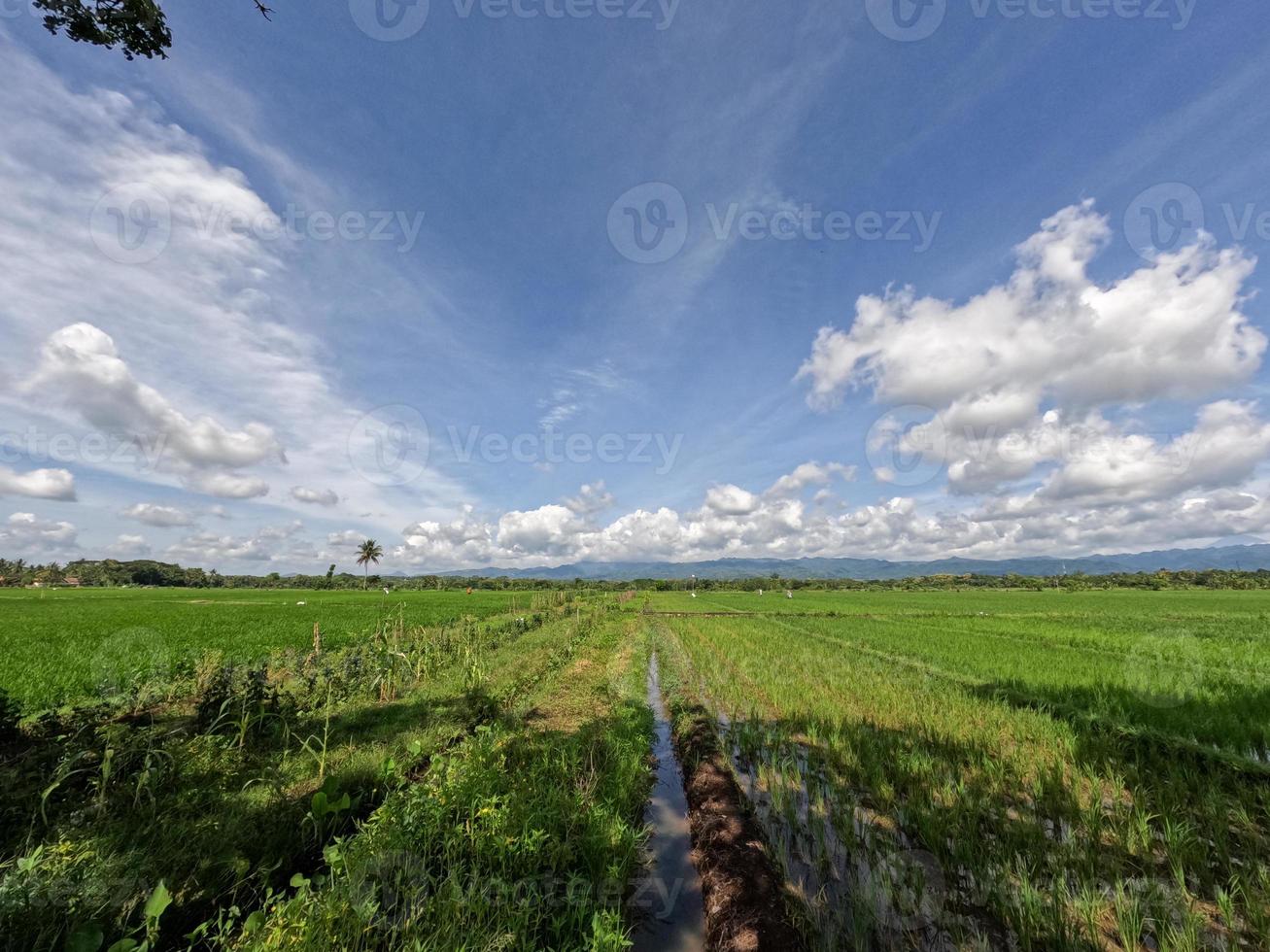 View of rice fields during the day with blue sky and white clouds in the background, sunny day in the countryside photo