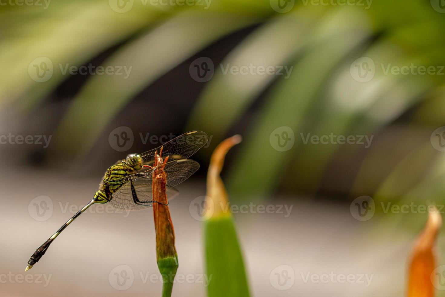 A green dragonfly with black stripes perched on a yellow iris flower bud, blurred green foliage background photo