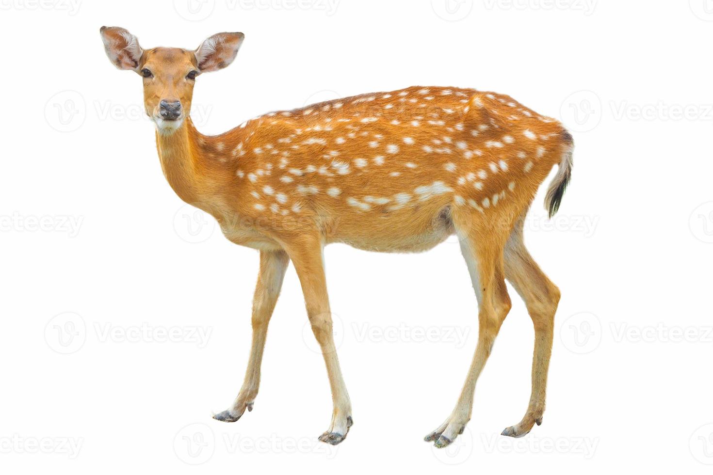 Sika Deer in front of white background, isolated. The deer has turned a head and looks in a camera. - Image photo