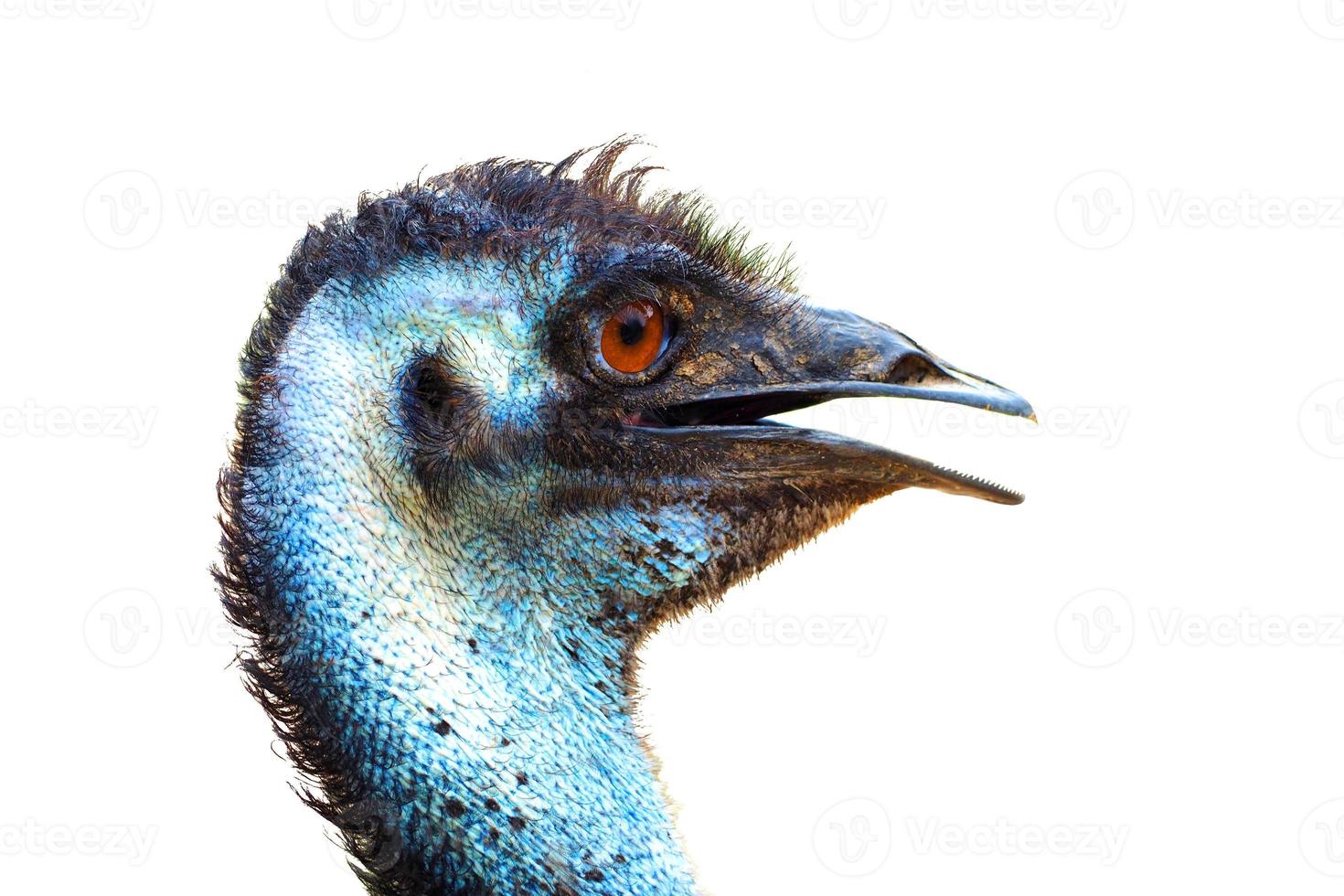 emu in australia similar to ostrich is stature size white background  - Image photo