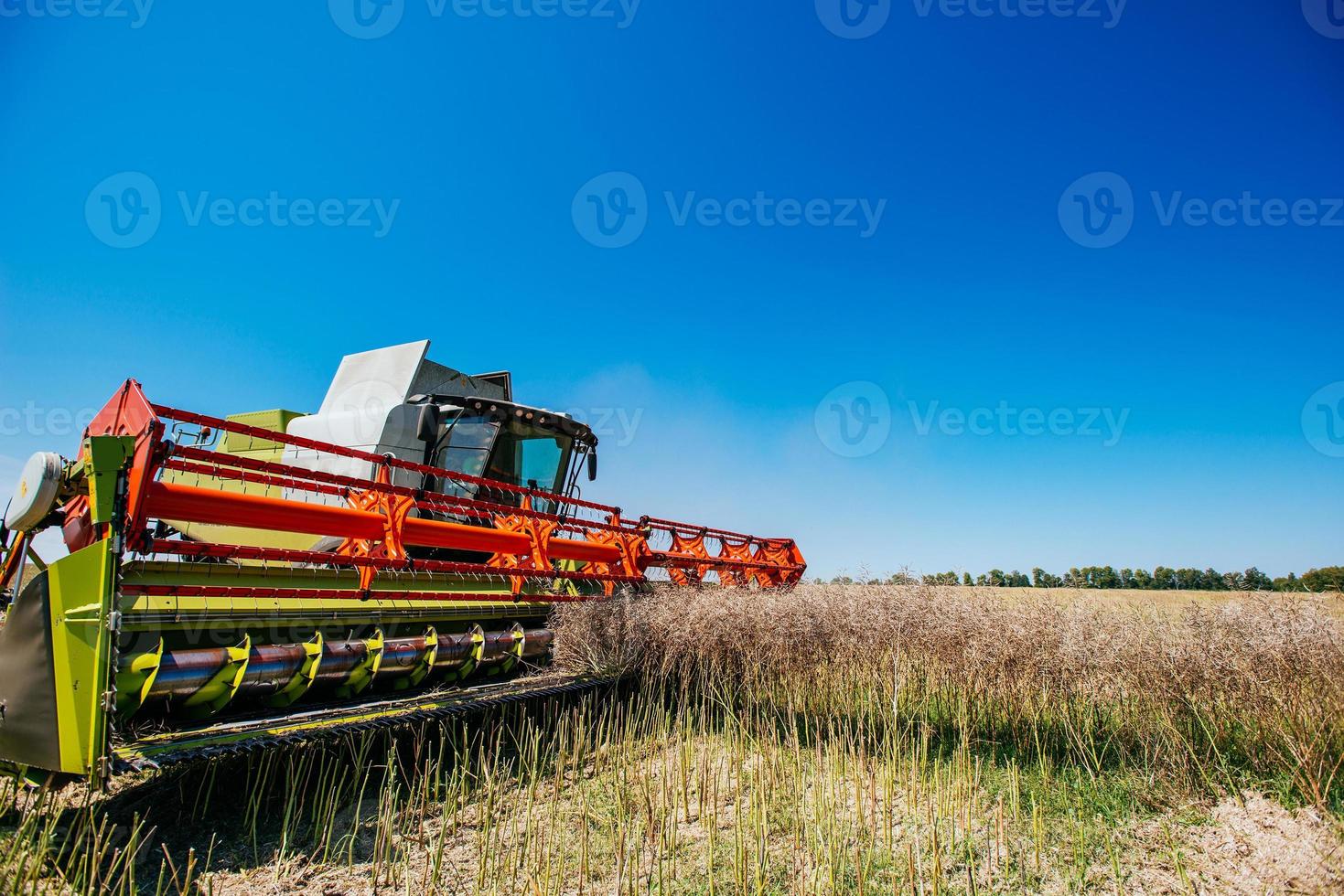 cosechadora de trabajo se combinan en el campo de trigo foto