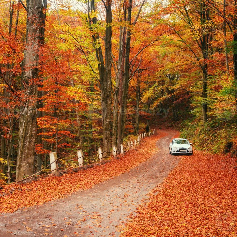White car on a forest trail. Golden autumn photo