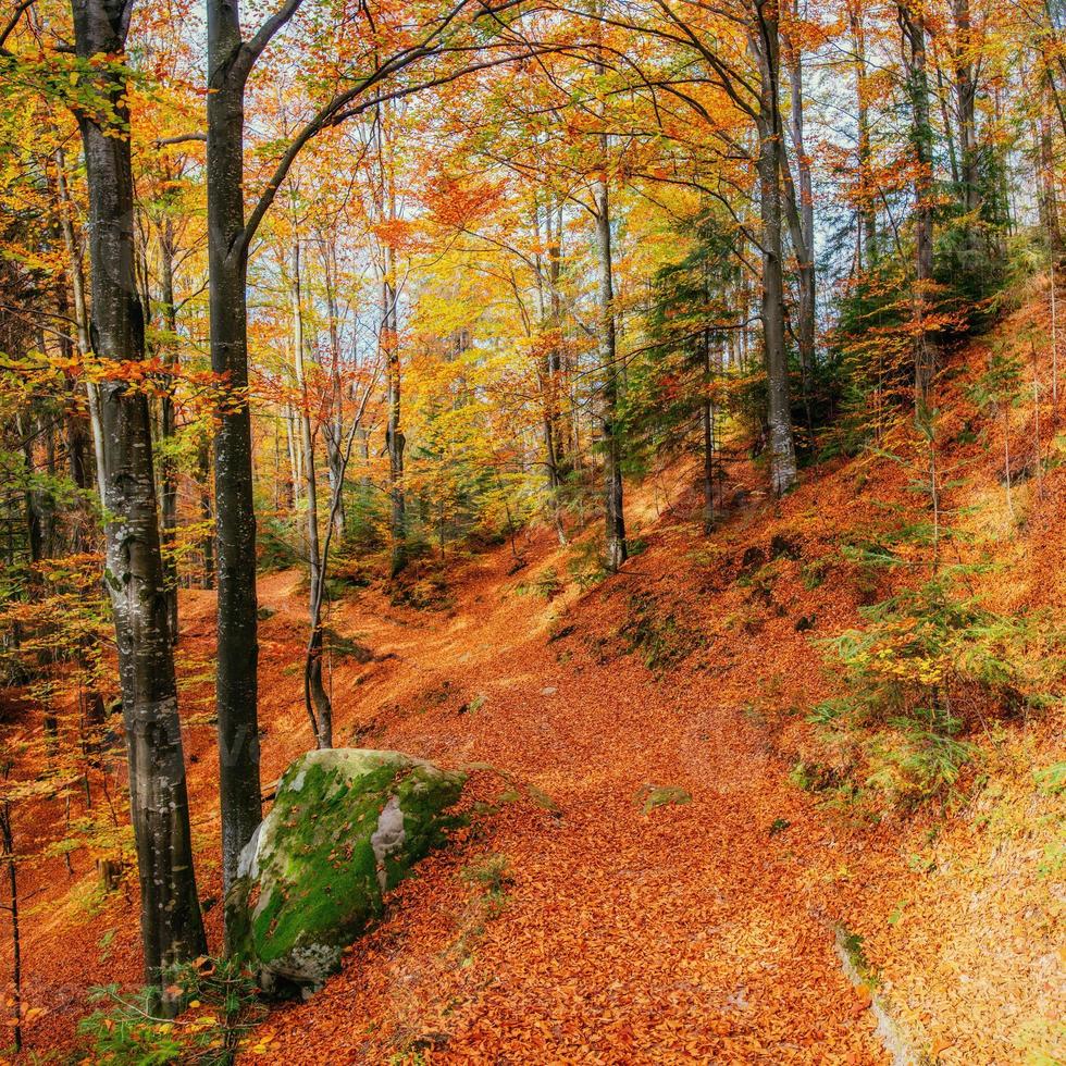 birch forest in sunny afternoon while autumn season photo